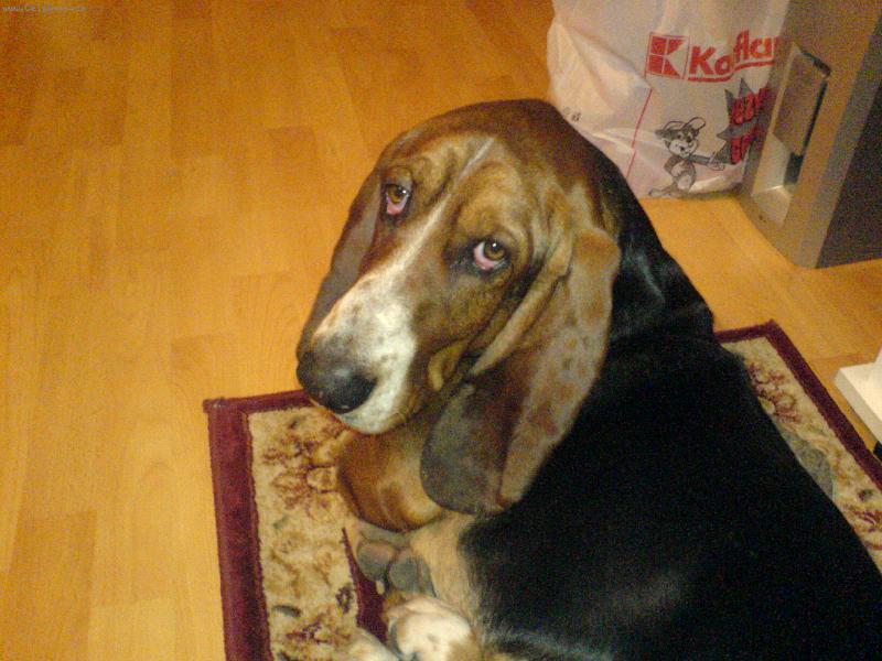 Foto: Oggatko-veget na roho�ce