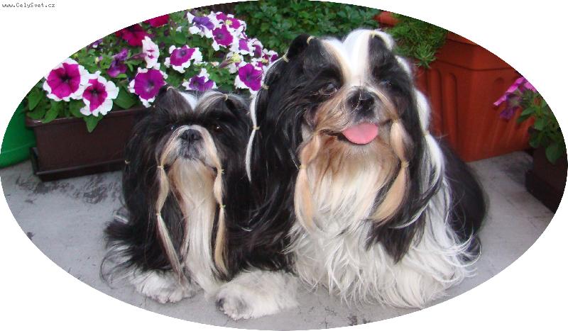 Foto:  Uli a Andy-shih-tzu