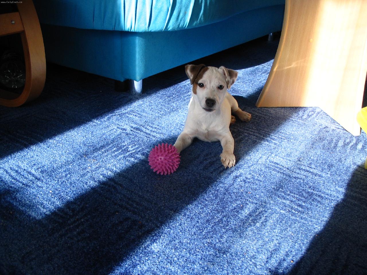 Foto: JRT-Jackye 2.5m�s�ce