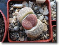 Lithops