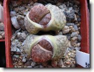 Lithops