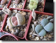 Lithops