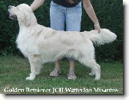 Golden Retriever Watterloo Misantos