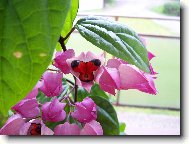 Blahoke ,klerodendrum