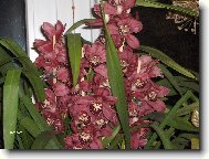 Cymbidium