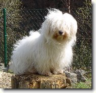 Coton de Tulear