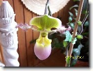 PAPHILOPEDILUM PRIMULIUM V.PURPURASCENA