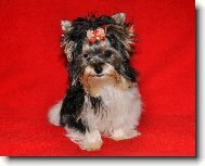 Biewer Yorkshire Terrier