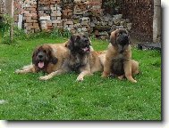 leonbergers Sedmidomky