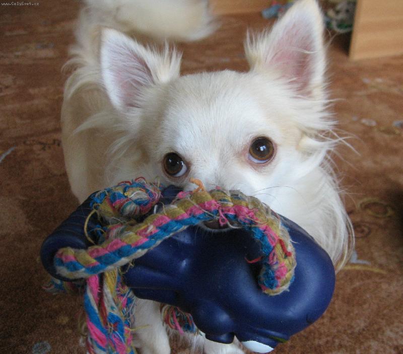 Foto: Endy Chomutovsk� Amorek-hel���.... p��oooj� si hr����t