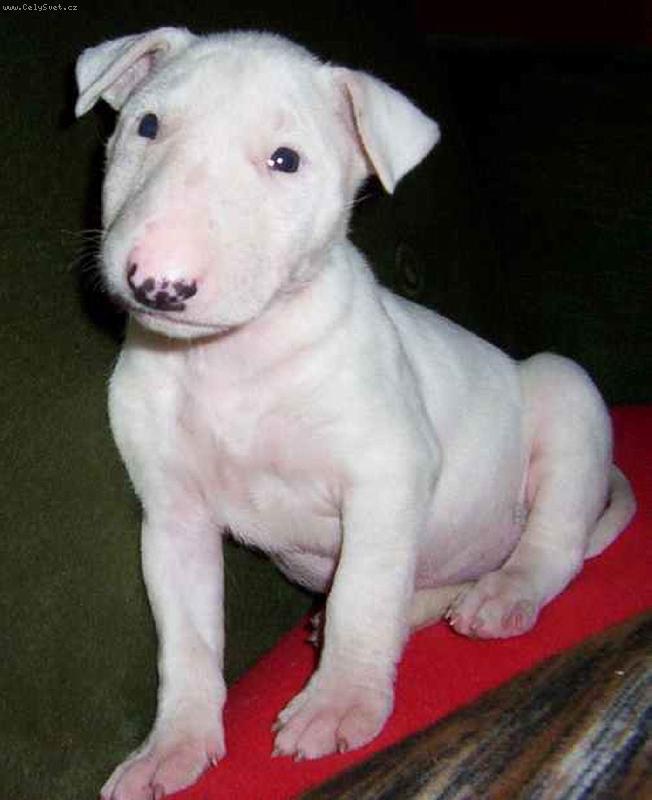 Foto: Queena - 6tydenni nevinny kukuc-Mala Queena