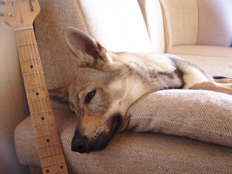 Foto: Baron-i love rock