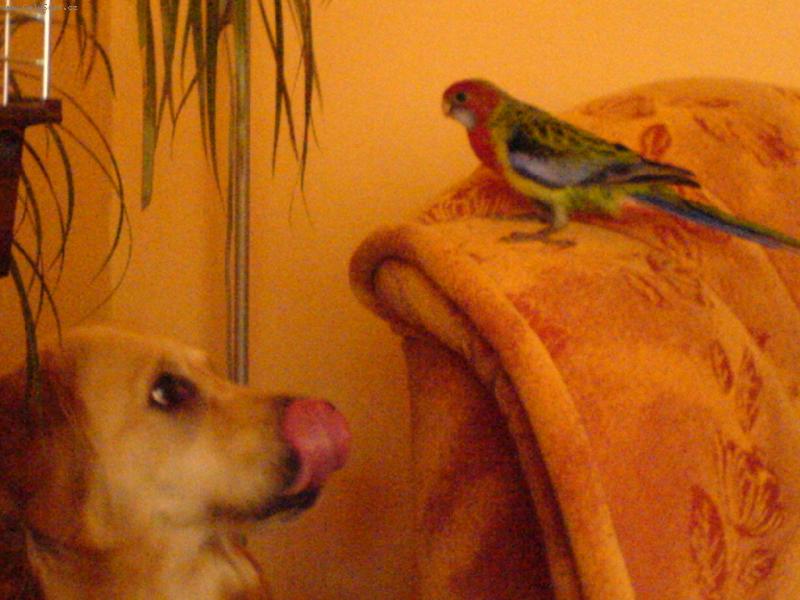 Foto: B�ra-Poj�  bl� a neboj se......