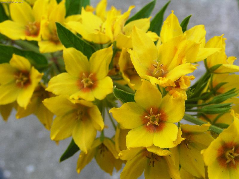 Foto: �lut� kv�tky