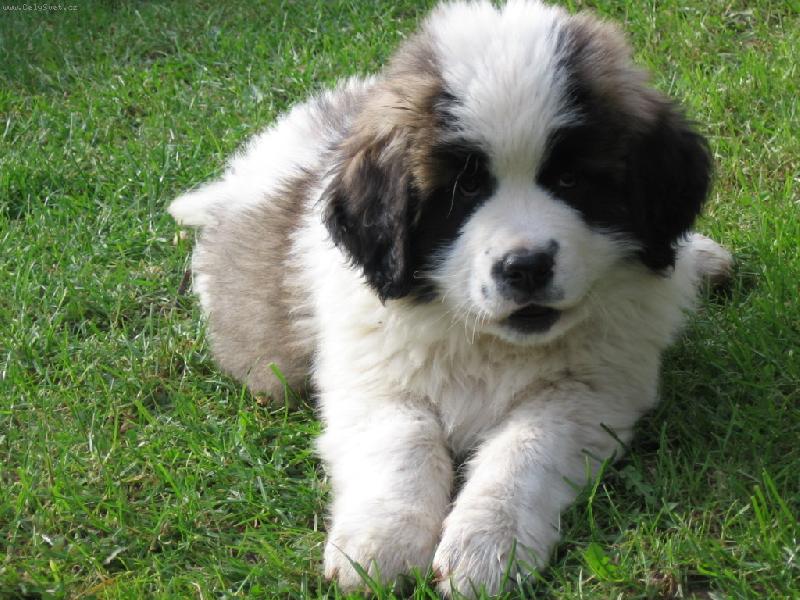 Foto: Nov� p��rustek do rodiny-Am�lka