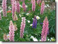 Lupinus