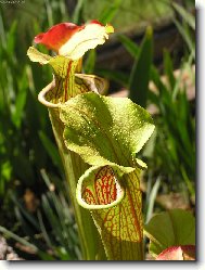 Sarracenia flava