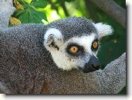 Lemur