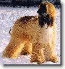 Afg�nsk� p�vodn� chrt