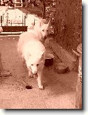 B�l� �v�carsk� ov��k