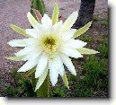 Cereus