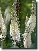 Plo�ti�n�k Hroznovit�