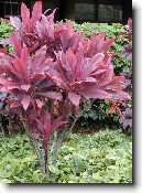 Dra�inka, kordyline