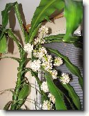 Dra�inec, drac�na