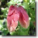 Jakob�nie, just�cie, pr�venka