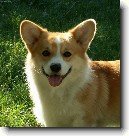 Welsh Corgi Pembroke