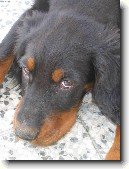 Skotsk� setr, Gordonsetr