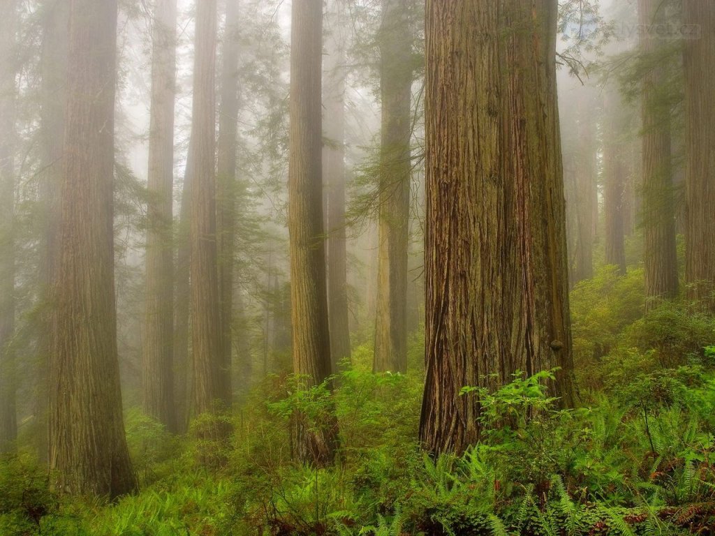 Foto: Misty Morning, Redwoods National Park, California