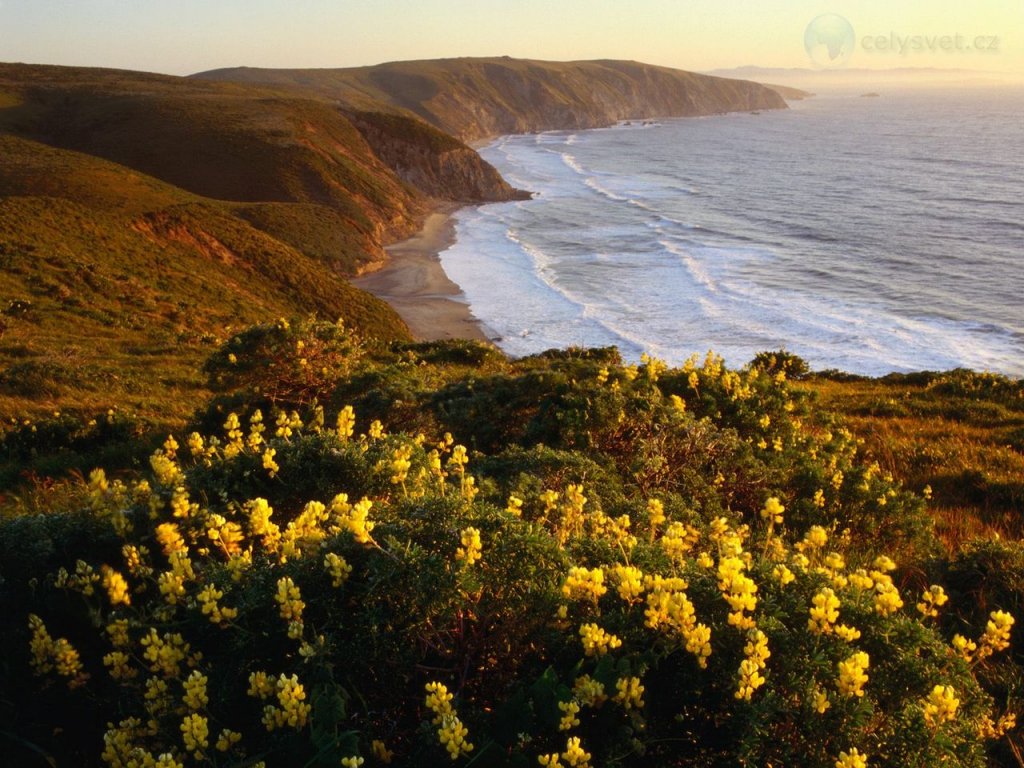 Foto: Yellow Lupine Above Mcclures Beach, Point Reyes National Seashore, Marin County, California