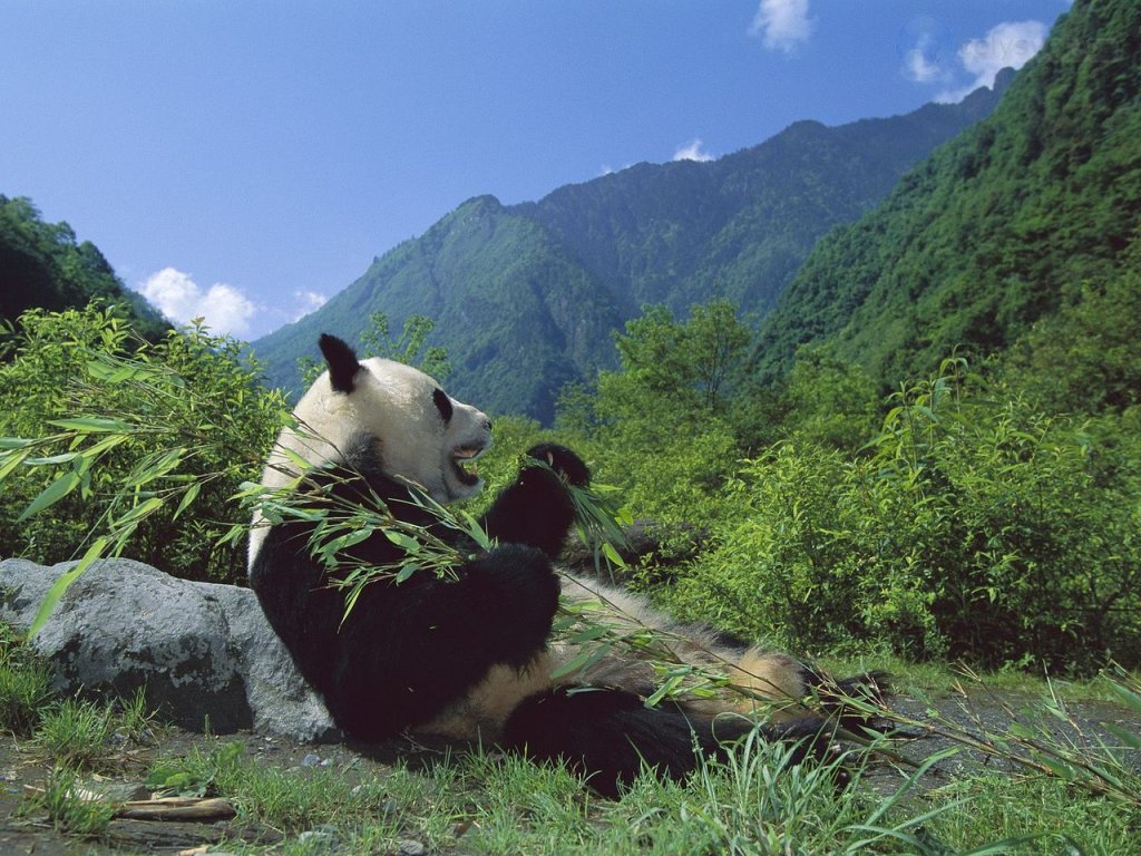 Foto: Giant Panda Eating Bamboo, Wolong Nature Reserve, Sichuan, China