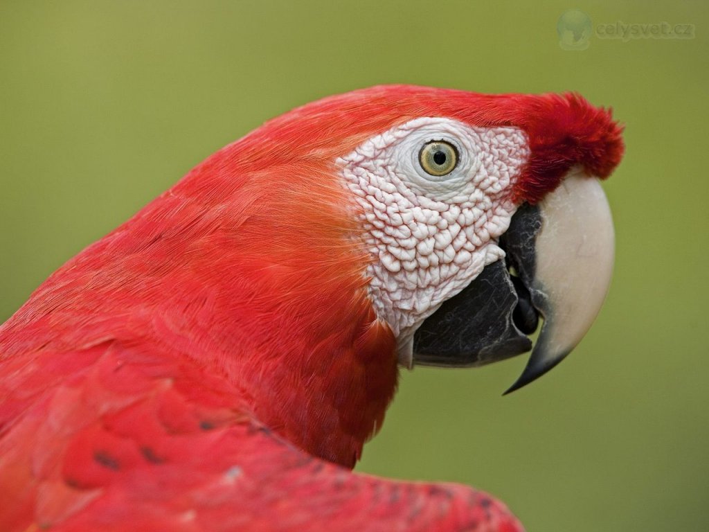 Foto: Scarlet Macaw Portrait, Amazon Ecosystem, Peru