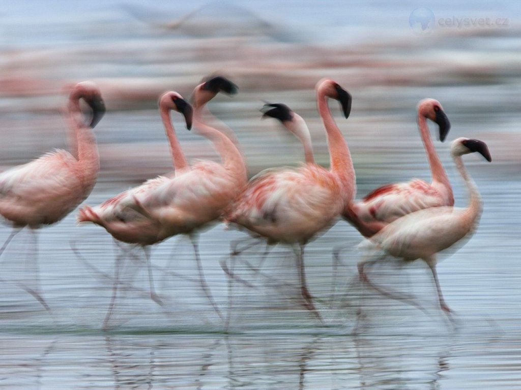 Foto: Lesser Flamingos In Motion, Lake Nakuru National Park, Kenya