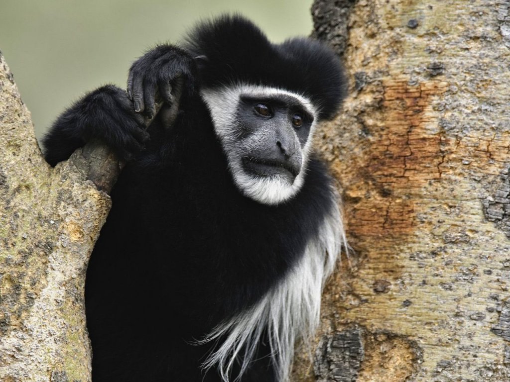 Foto: Abyssinian Black And White Colobus Monkey, Lake Nakuru National Park, Kenya