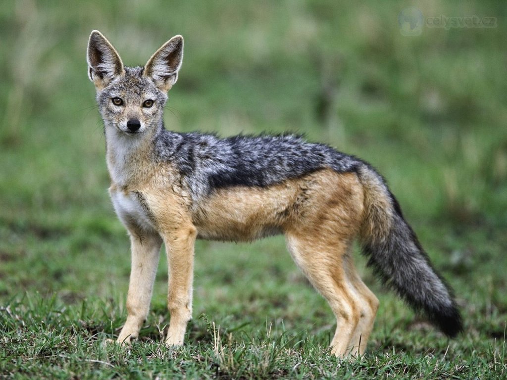 Foto: Adult Black Backed Jackal, Masai Mara, Kenya