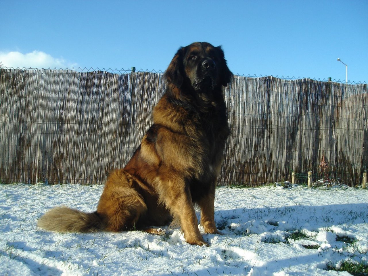 Foto: Leonberger