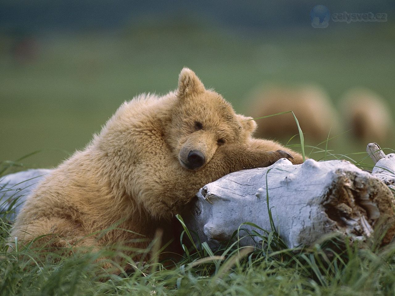 Foto: A Comfy Place, Katmai National Park, Alaska