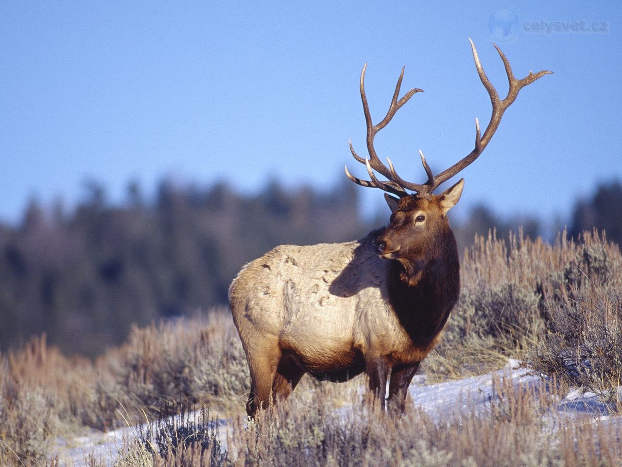 Foto: Bull Elk, Yellowstone National Park, Wyoming