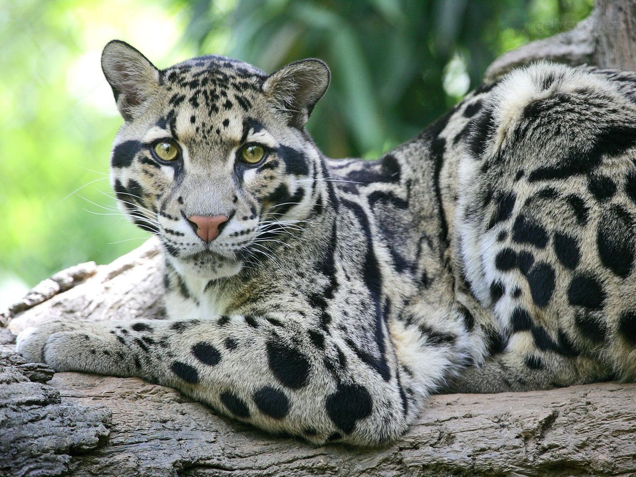 Foto: Clouded Leopard, Nashville Zoo At Grassmere, Tennessee