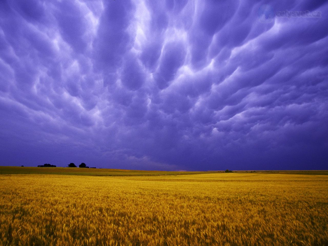 Foto: Field Of Amber Grains, Iowa