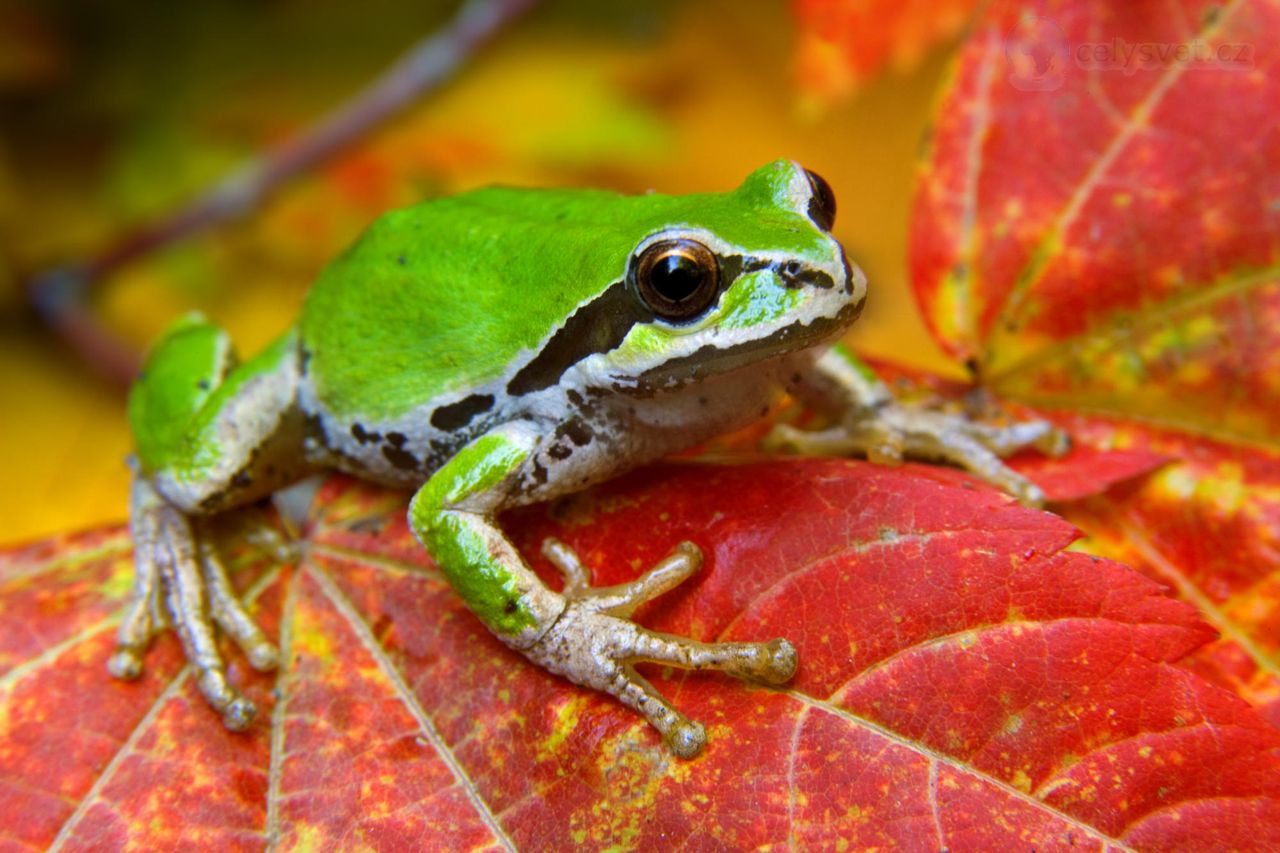 Foto: Tree Frog On A Vine Maple Leaf, Olympic National Park, Washington