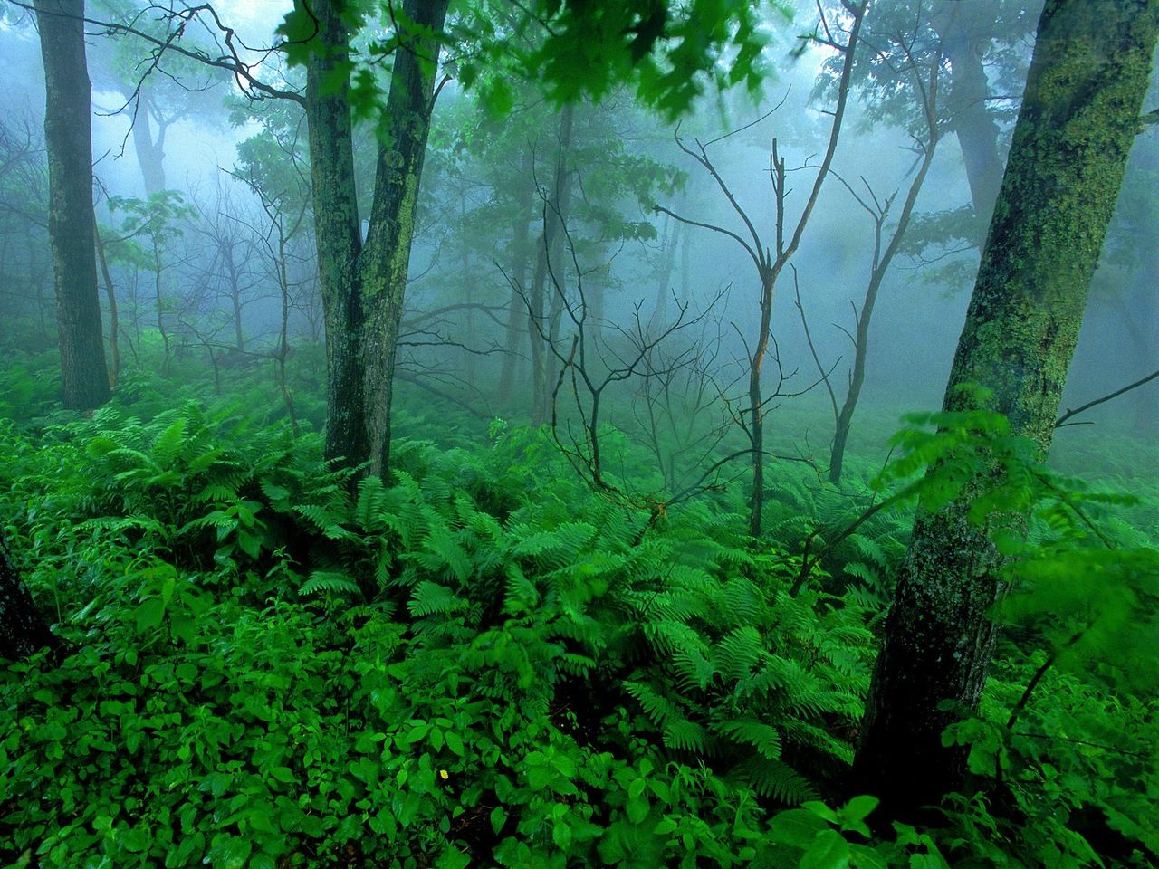 Foto: Forest Mist, Shenandoah National Park, Virginia