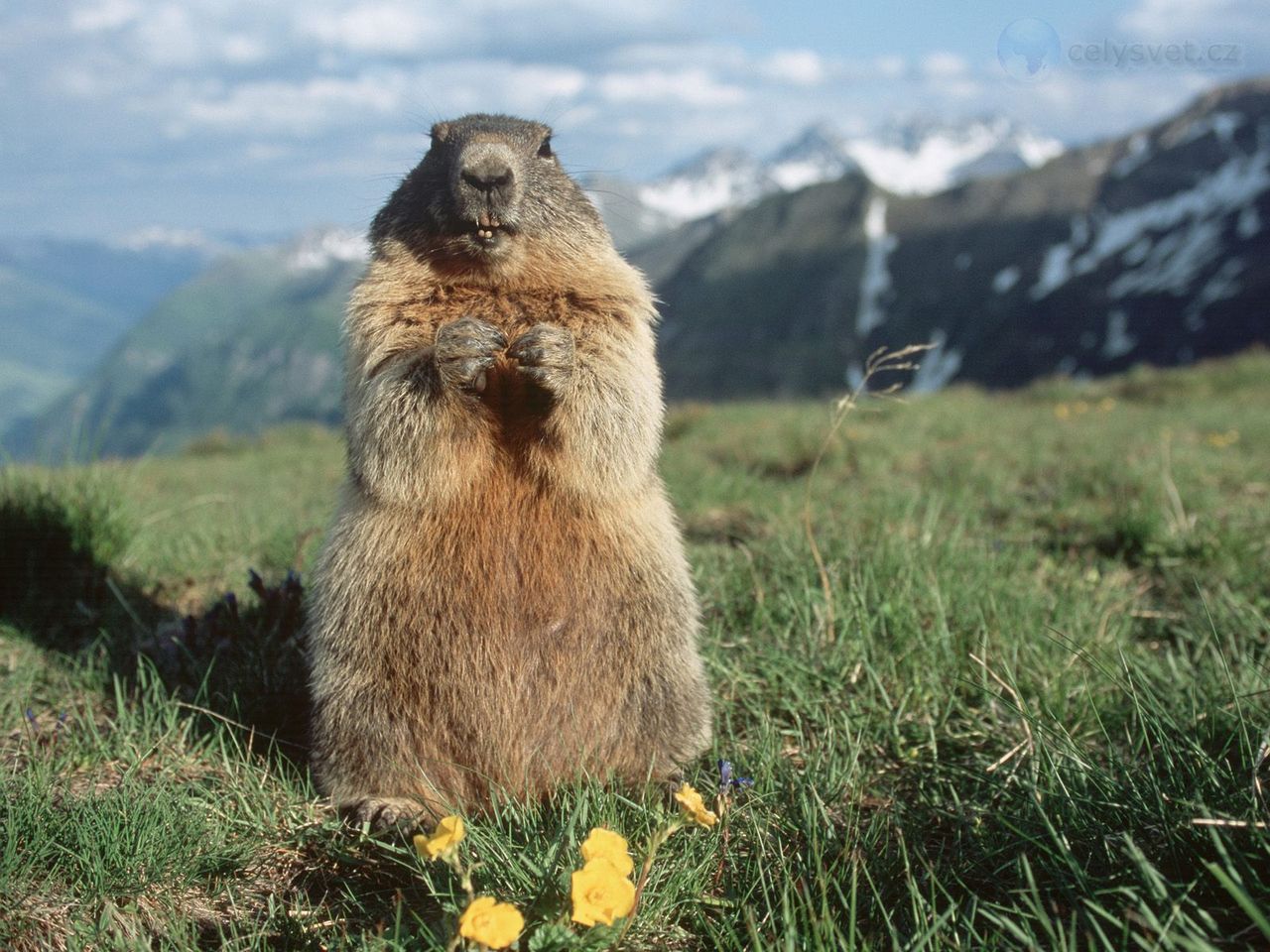 Foto: Alpine Marmot, Hohe Tauern National Park, Austria