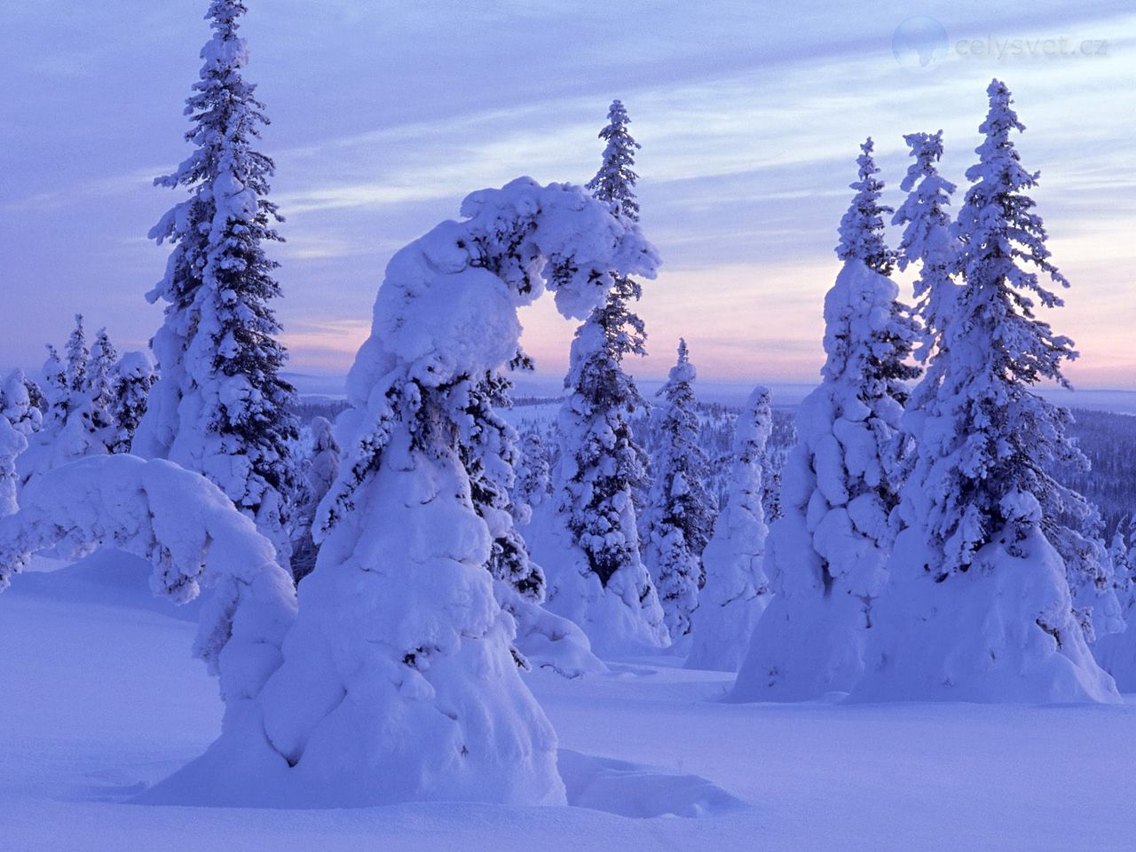 Foto: Snow Covered Spruces, Finland