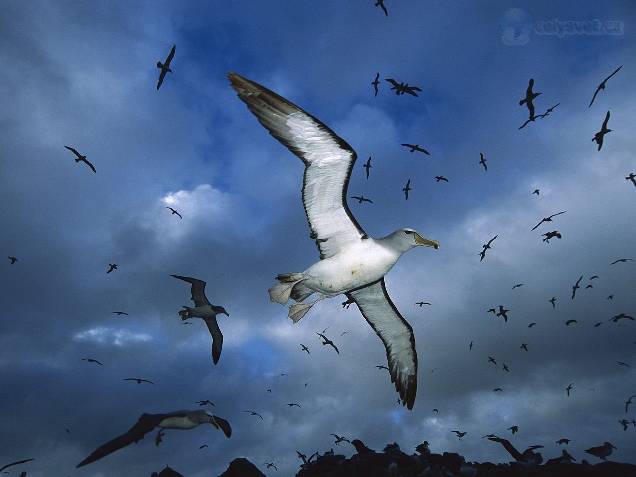 Foto: Salvins Albatross, Proclamation Island, New Zealand