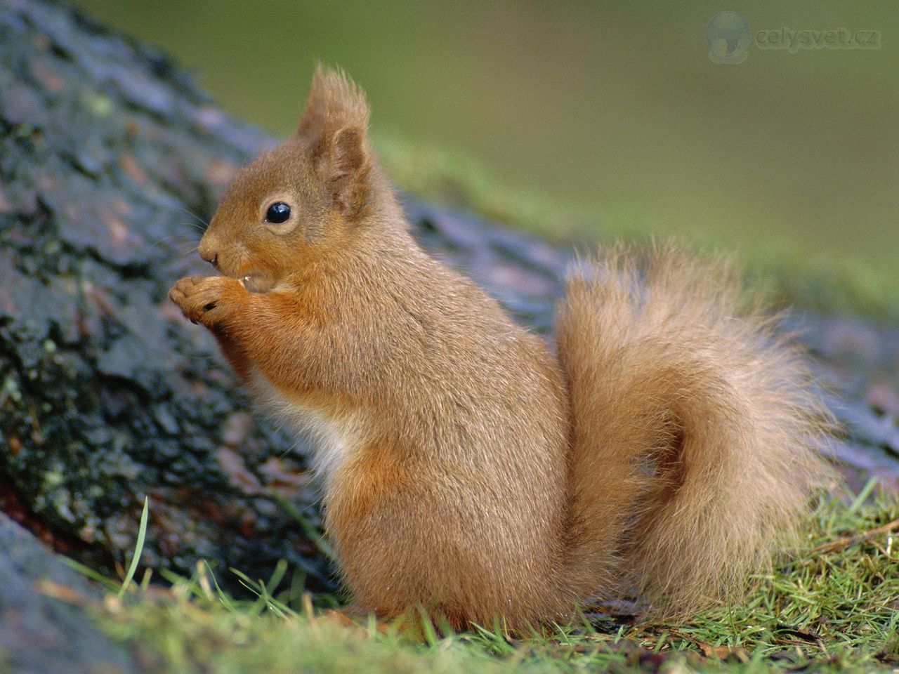 Foto: Red Squirrel, Scotland