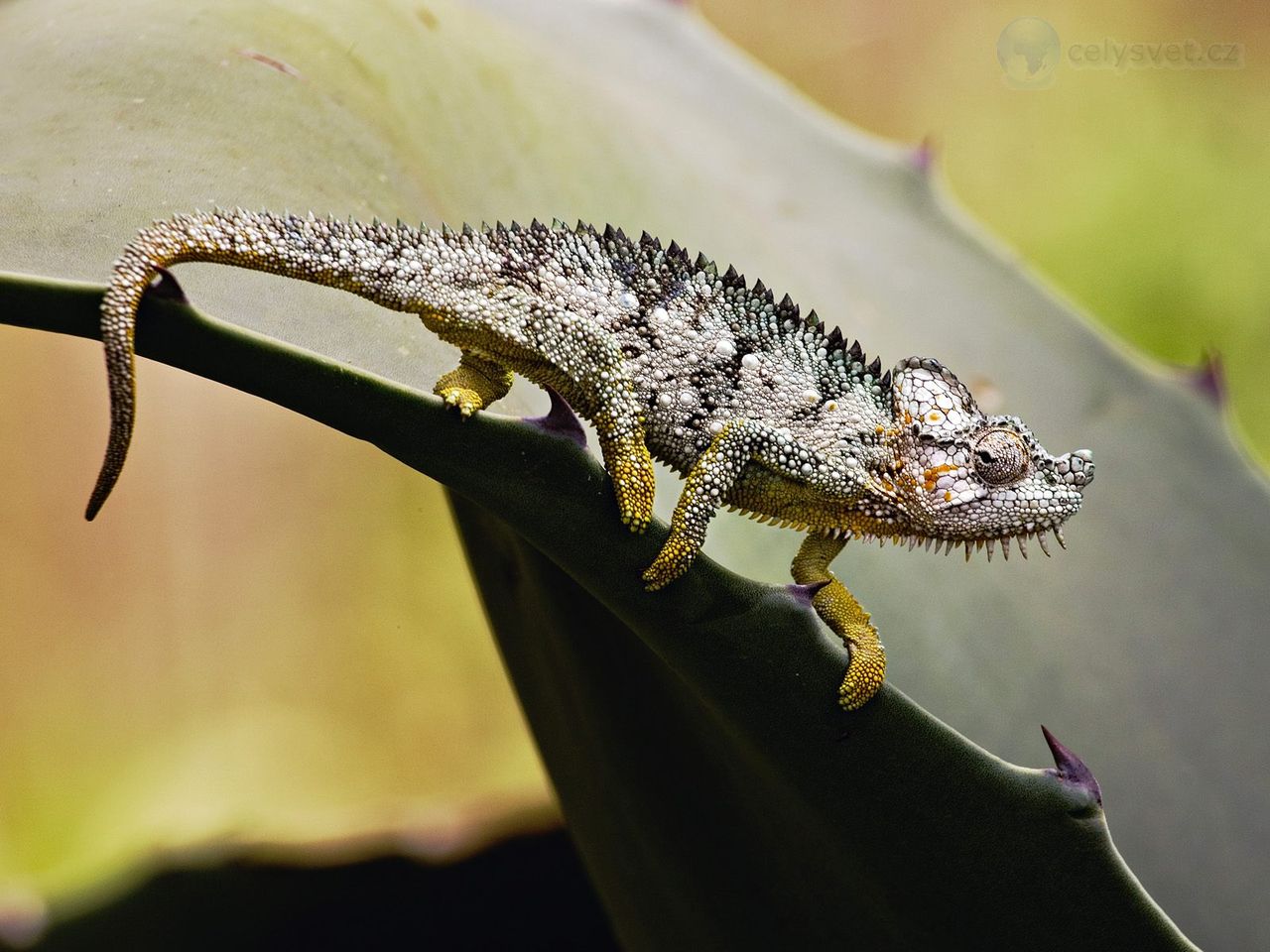 Foto: Chameleon, Samburu Game Reserve, Kenya